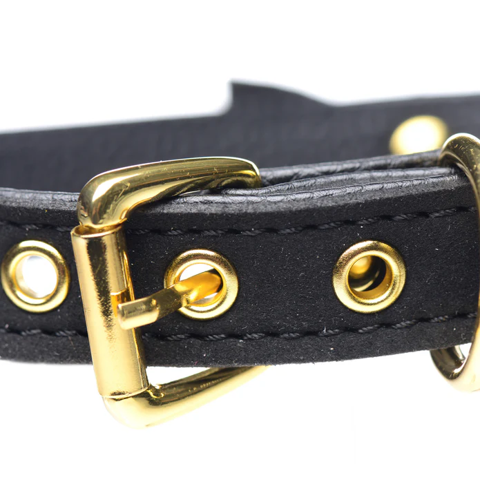 Black collar with gold adjustable buckle example photo.