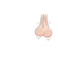 Illustration of a pair of balls on a white background