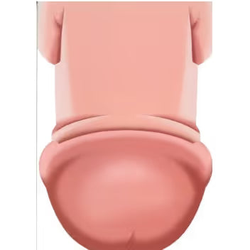 Close-up of a pink penis on a white background card