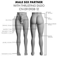 Diagram of a male sex partner with measurements labeled