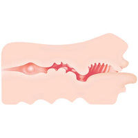 Illustration of a inner texture masturbator with a cross-section showing the interior structure.